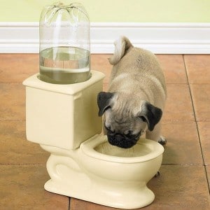 toilette-chien