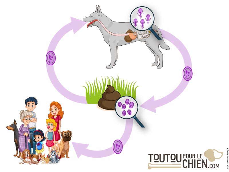 Le cycle de vie de Giardia
