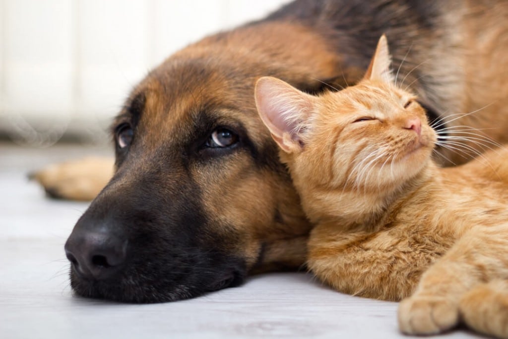 Rencontre entre chien et chat