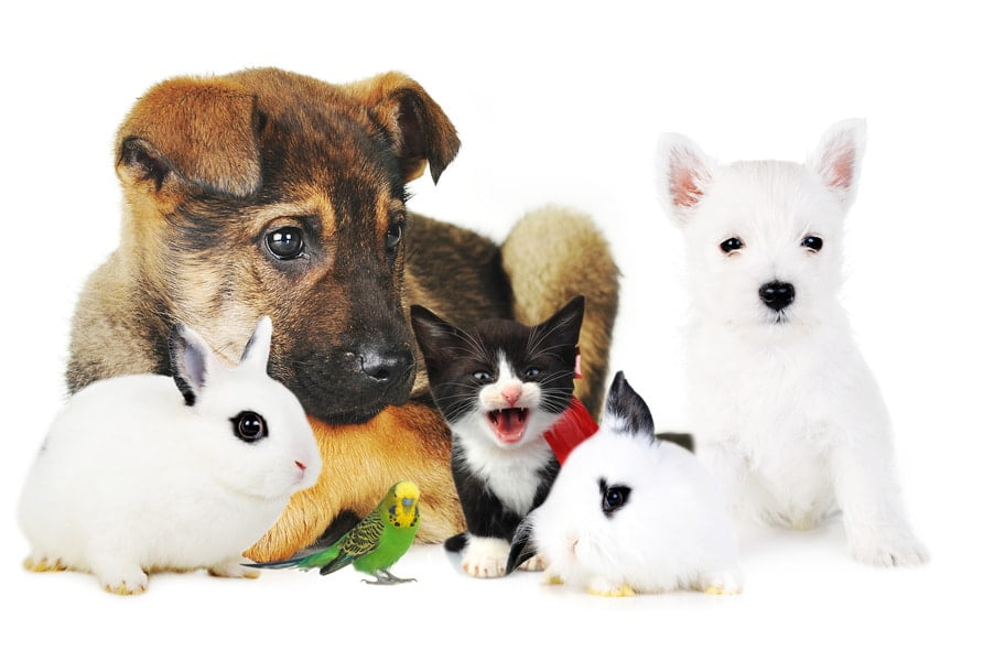 Assurance animaux de compagnie
