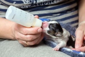 comment elever bebe chien