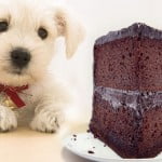 Coussinet du chien : entretien et soins des blessures Coussinet du chien : entretien et soins des blessures