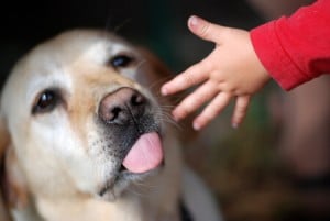 pourquoi mon fils a peur des chiens