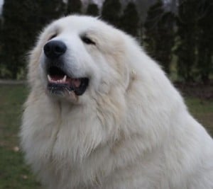 Resultado de imagem para chien montagne des pyrénées