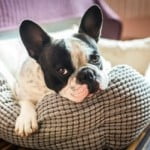 Faire arrêter un chien qui pleure la nuit Faire arrêter un chien qui pleure la nuit