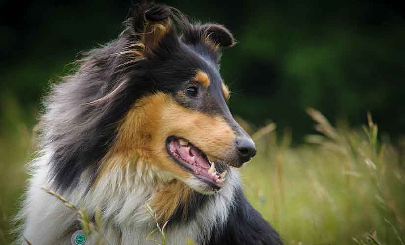 chien de berger colley à poil long