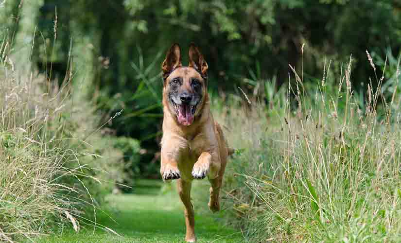 chien de berger malinois