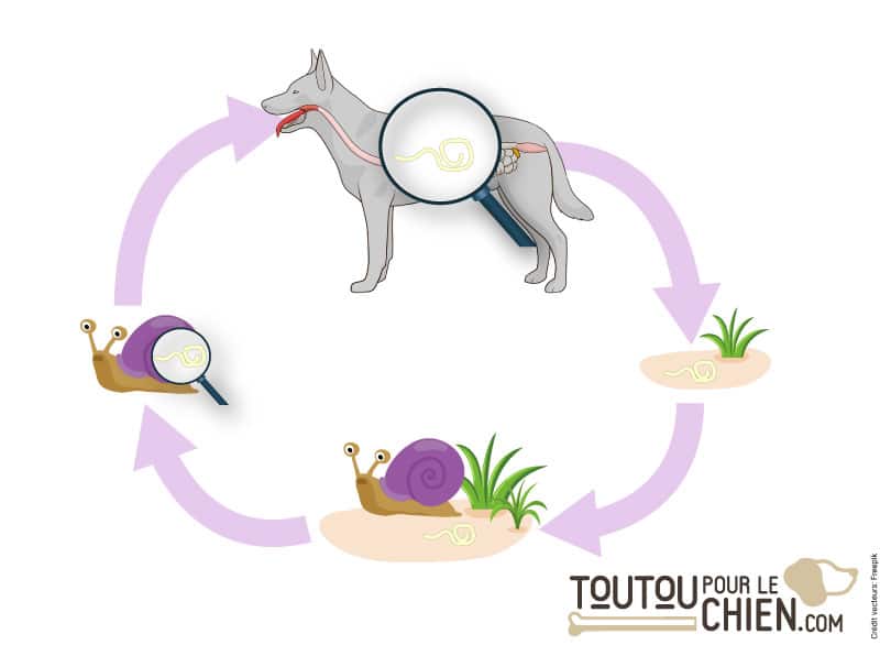 Le cycle de vie des strongles respiratoires du chien