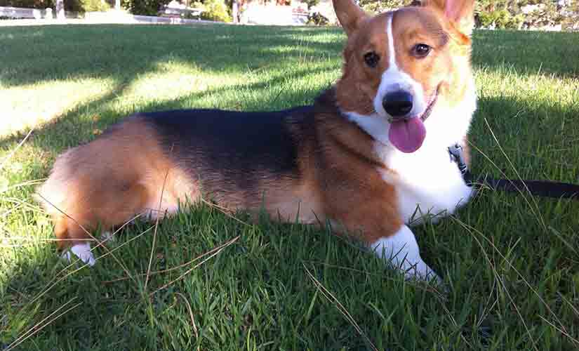 welsh corgi