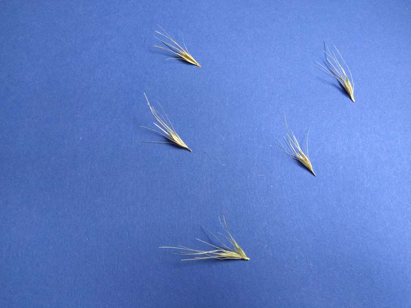 Des épillets dangereux pour les chiens