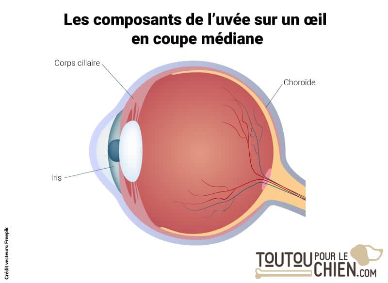 l'uvéite du chien