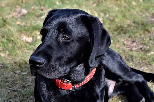 Comment donner un ordre à son chien? - Tout ce qu'il faut Comment donner un ordre à son chien? - Tout ce qu'il faut