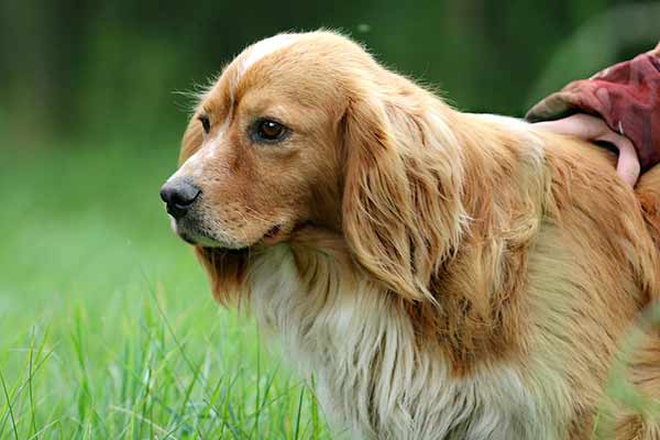 6 conseils pour prendre soin des pattes de son chien t 6 conseils pour prendre soin des pattes de son chien t