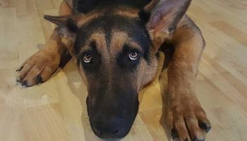 Votre chien est agressif avec les autres chiens - Tout ce Votre chien est agressif avec les autres chiens - Tout ce