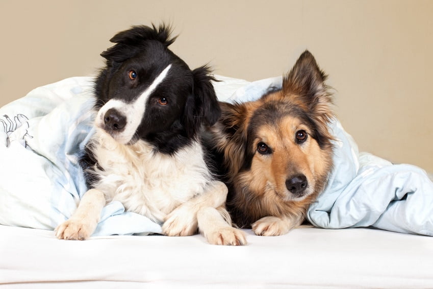 Dormir avec son chien