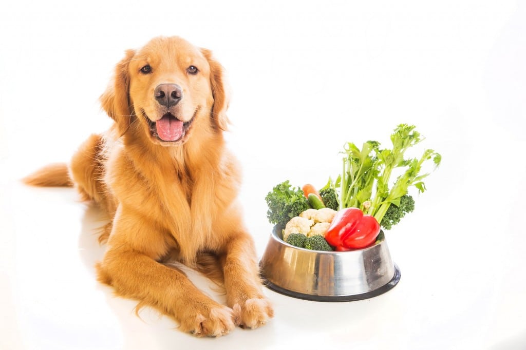 Dog Natural Food Diet Dog Natural Food Diet