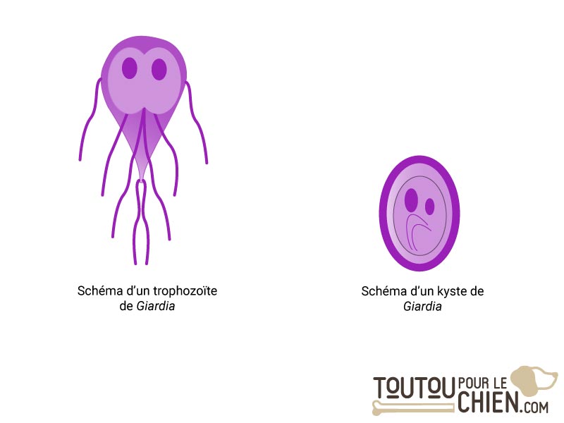 parasite giardia chez le chien