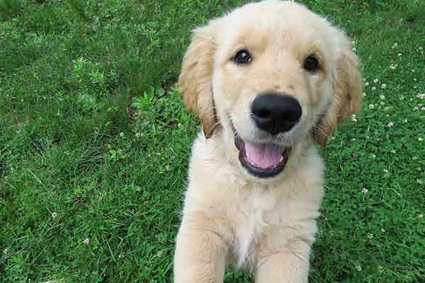 Apprendre à son chien à ne pas sauter - Tout ce qu'il faut Apprendre à son chien à ne pas sauter - Tout ce qu'il faut