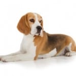 Race Beagle
