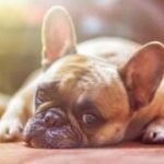 bouledogue-francais-race-chien