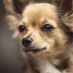 chihuahua-race-chien