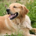 golden-retriever-race-chien