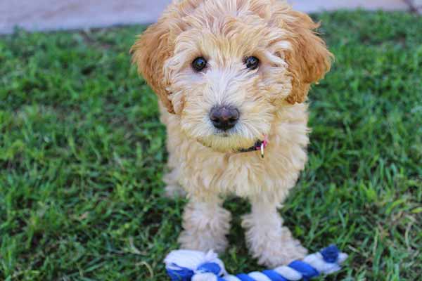 A quel âge adopter un chiot ? - Tout ce qu'il faut savoir A quel âge adopter un chiot ? - Tout ce qu'il faut savoir
