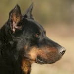 race-chien-beauceron