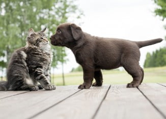 Comment arrêter une bagarre de chiens Comment arrêter une bagarre de chiens
