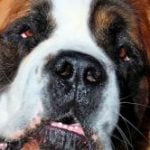 saint-bernard-race-chien saint bernard