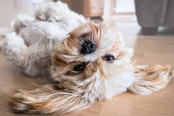 Chien d'appartement : les 10 races les plus adaptées Chien d'appartement : les 10 races les plus adaptées