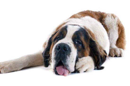 je suis une grosse chienne st clair je suis une grosse chienne st clair