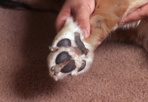 Coussinet du chien : entretien et soins des blessures Coussinet du chien : entretien et soins des blessures
