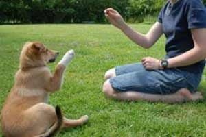 Comment éduquer un chien sourd Comment éduquer un chien sourd