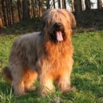 Race Briard