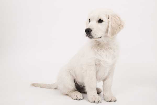 Apprendre l'ordre assis à son chien Apprendre l'ordre assis à son chien