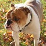 bulldog-anglais-race bouledogue anglais