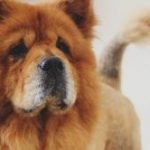chow-chow-race-chien chow-chow