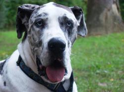 dogue-allemand