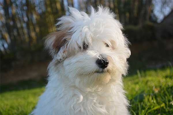 Noms de chien en M pour l'année 2016