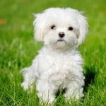 Race Bichon Maltais bichon maltais