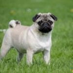 carlin-race-de-chien