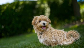 chaleurs-chienne Les chaleurs chez la chienne