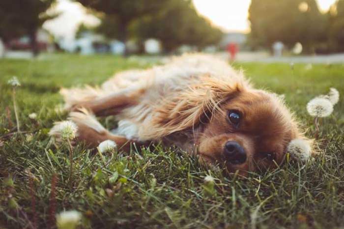 étoiles sex tape relations sexuelles avec chien étoiles sex tape relations sexuelles avec chien