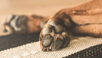 chien-boite mon chien boite