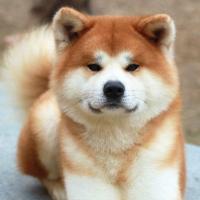 image de chien akita inu