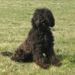 Race Barbet