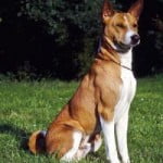 Race Basenji