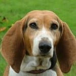 Race Basset Artésien Normand