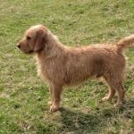 Race Basset Fauve de Bretagne